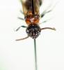 Myrmilla triareolata